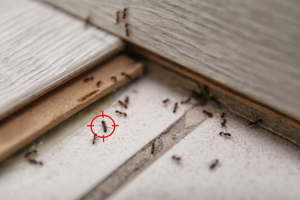 Professional Pest Control in Laurie, MO