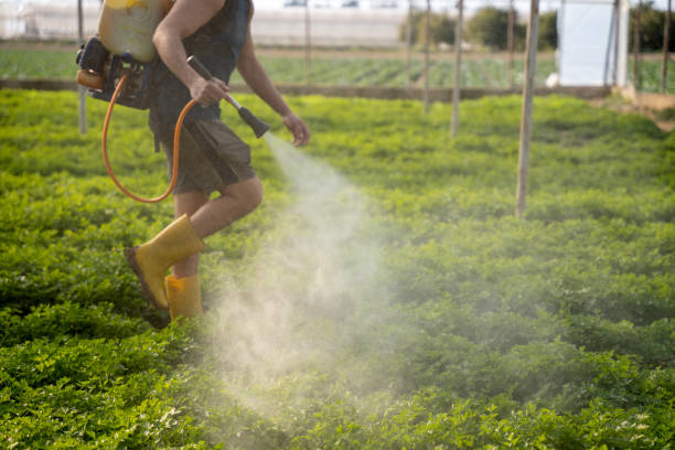 Best Wasp Removal Services  in Laurie, MO